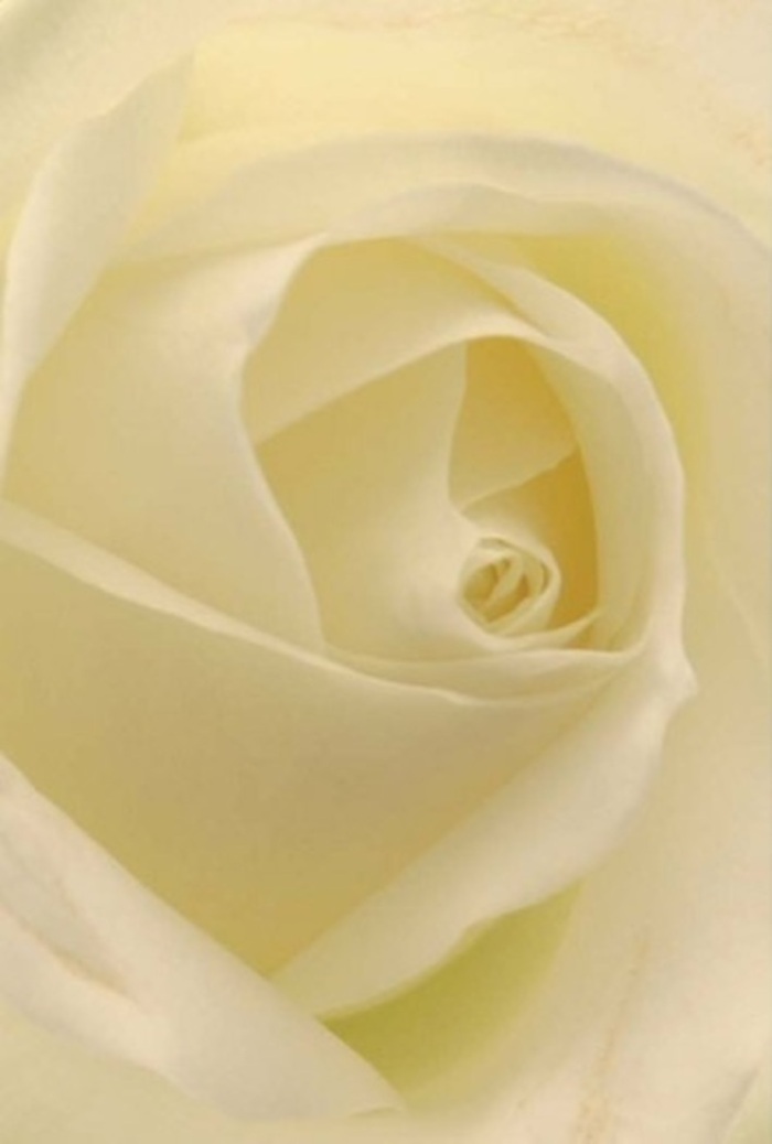 Gazing closely at this classic white rose, one is drawn in by its tranquil yet sophisticated beauty-a quality that mirrors the calm scenes along Hornchurch's Upminster Road or the leafy walkways of Emerson Park. Each petal, flawless and creamy, traces a seamless spiral towards the flower's heart, suffused by the gentle, even light of the afternoon. The transition of colour from purest white at the tips to warming cream towards the core creates a sense of inner illumination, as if the rose itself is a lantern of hope and reflection. Soft, subtle textures hint at the expert hands that have handled each bloom, ensuring resilience beneath apparent fragility. The almost-translucent outer edges evoke life's more delicate moments, perfect for occasions ranging from quiet apologies to joyful weddings or tributes of remembrance. The rose exhales a clean, serene fragrance-a comforting presence, always appropriate no matter the sentiment. Its intricate play of shadows and layers elevates its beauty, suggesting a living sculpture shaped by both nature and the seasoned eye of Florist Hornchurch. This rose, designed with care for local delivery, is as fitting for a centrepiece as it is for a personal token of affection anywhere in the Hornchurch community.